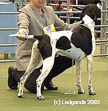 2nd Open Dog